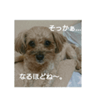 あんずの日常挨拶（個別スタンプ：2）