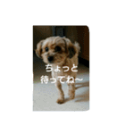 あんずの日常挨拶（個別スタンプ：4）