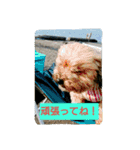 あんずの日常挨拶（個別スタンプ：9）