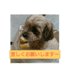 あんずの日常挨拶（個別スタンプ：10）