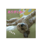 あんずの日常挨拶（個別スタンプ：11）