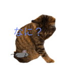 ももすた8（個別スタンプ：5）