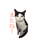 ももすた8（個別スタンプ：7）