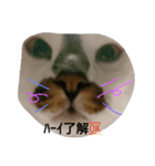 猫ちゃんの写真スタンプ（個別スタンプ：1）