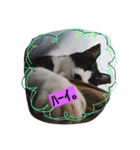 猫ちゃんの写真スタンプ（個別スタンプ：2）