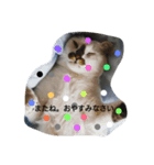 猫ちゃんの写真スタンプ（個別スタンプ：3）