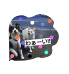 猫ちゃんの写真スタンプ（個別スタンプ：5）