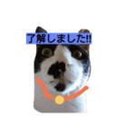 猫ちゃんの写真スタンプ（個別スタンプ：6）