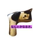 猫ちゃんの写真スタンプ（個別スタンプ：7）