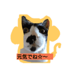 猫ちゃんの写真スタンプ（個別スタンプ：8）