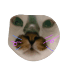 飼い猫。（個別スタンプ：1）