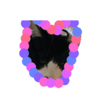 飼い猫。（個別スタンプ：2）