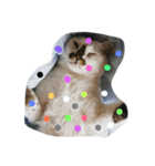 飼い猫。（個別スタンプ：3）