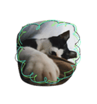 飼い猫。（個別スタンプ：4）