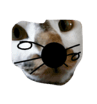 飼い猫。（個別スタンプ：5）