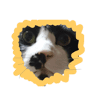 飼い猫。（個別スタンプ：6）