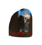 Frenchbuldogkenzirou'sfamily4（個別スタンプ：12）