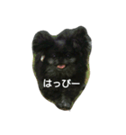 黒ペキニーズ（個別スタンプ：4）