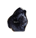 黒ペキニーズ（個別スタンプ：13）