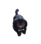 黒ペキニーズ（個別スタンプ：14）