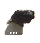 黒ペキニーズ（個別スタンプ：17）