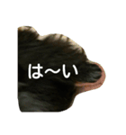 黒ペキニーズ（個別スタンプ：18）