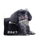 黒ペキニーズ（個別スタンプ：36）