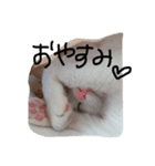 ねこまる日和（個別スタンプ：1）