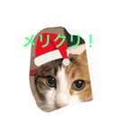 ねこまる日和（個別スタンプ：2）