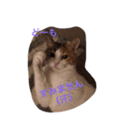 ねこまる日和（個別スタンプ：3）