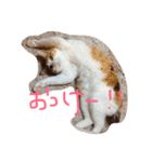 ねこまる日和（個別スタンプ：4）