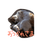 ねこまる日和（個別スタンプ：7）