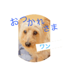 DOGs stamp, my family（個別スタンプ：3）