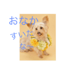 DOGs stamp, my family（個別スタンプ：4）