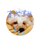 DOGs stamp, my family（個別スタンプ：5）
