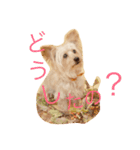 DOGs stamp, my family（個別スタンプ：6）