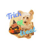 DOGs stamp, my family（個別スタンプ：7）