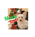 DOGs stamp, my family（個別スタンプ：8）