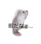 こゆきすたんぷ（個別スタンプ：3）