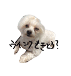 愛犬ゲンキ（個別スタンプ：1）