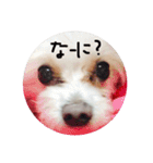 愛犬ゲンキ（個別スタンプ：2）