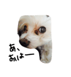 愛犬ゲンキ（個別スタンプ：3）