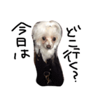 愛犬ゲンキ（個別スタンプ：4）