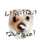 愛犬ゲンキ（個別スタンプ：5）