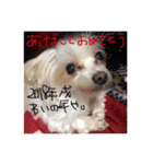 愛犬ゲンキ（個別スタンプ：6）