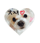 愛犬ゲンキ（個別スタンプ：8）