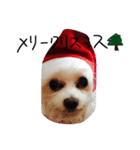 愛犬ゲンキ（個別スタンプ：9）