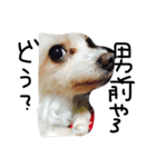 愛犬ゲンキ（個別スタンプ：10）