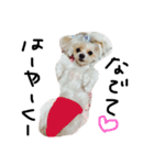 愛犬ゲンキ（個別スタンプ：12）