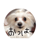 愛犬ゲンキ（個別スタンプ：14）